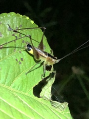 Conocephalus versicolor