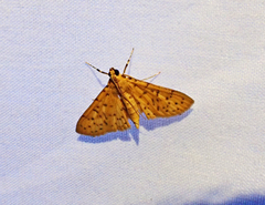 Conogethes punctiferalis