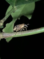 Hylobiina