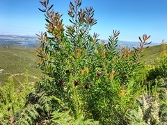 Leucadendron conicum