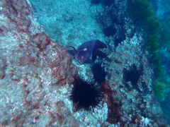 Parma alboscapularis