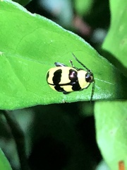 Oedionychina