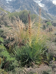Aciphylla scott-thomsonii