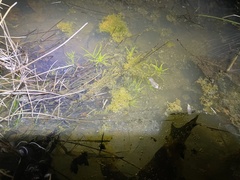 Callitriche heterophylla