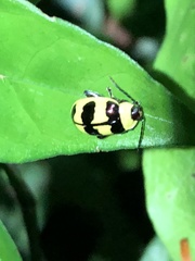 Oedionychina