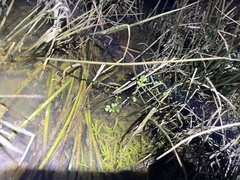 Callitriche heterophylla