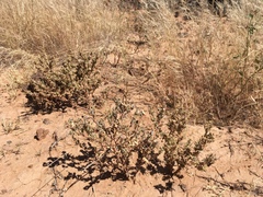 Atriplex elegans