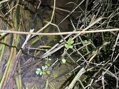 Callitriche heterophylla