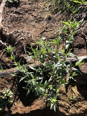 Conostomium natalense