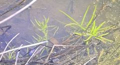 Callitriche heterophylla