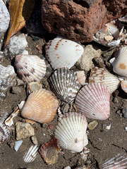 Argopecten ventricosus