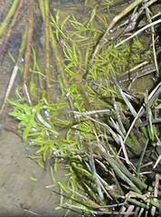 Callitriche heterophylla