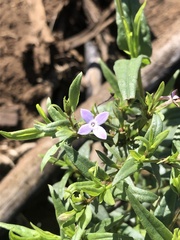 Conostomium natalense