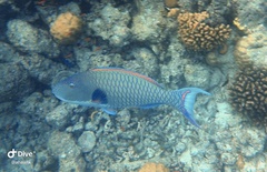 Cetoscarus ocellatus