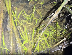 Callitriche heterophylla