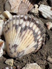 Argopecten ventricosus