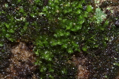 Scapania compacta