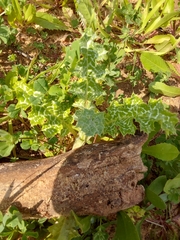Asteraceae