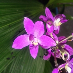 Spathoglottis