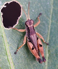 Phaulacridium vittatum