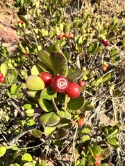 Alyxia buxifolia
