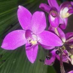 Spathoglottis