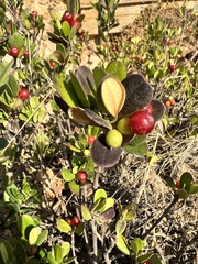 Alyxia buxifolia