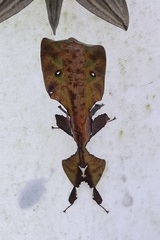 Pulchriphyllium fredkugani