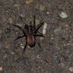 Calisoga longitarsis