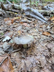 Tricholoma