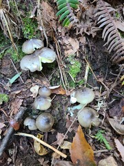 Tricholoma