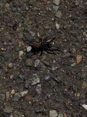 Calisoga longitarsis