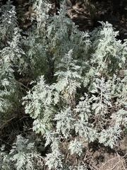 Artemisia gorgonum
