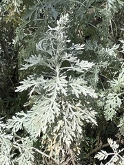 Artemisia gorgonum