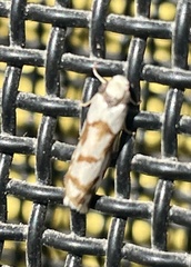 Scaptesyle dichotoma