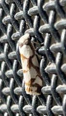 Scaptesyle dichotoma