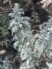 Artemisia gorgonum