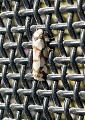 Scaptesyle dichotoma