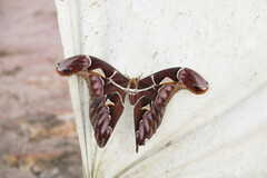 Archaeoattacus staudingeri