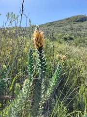 Mimetes pauciflorus