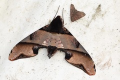 Amplypterus panopus