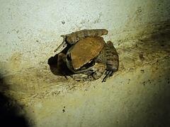 Sylvirana mortenseni