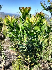 Leucospermum glabrum