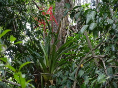 Aechmea bracteata