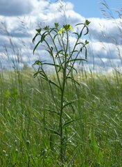 Erysimum quadrangulum
