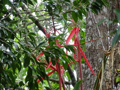 Aechmea bracteata