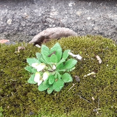 Draba verna
