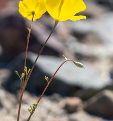 Eschscholzia papastillii
