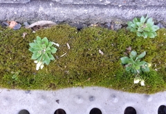 Draba verna