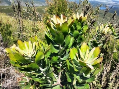 Leucospermum glabrum